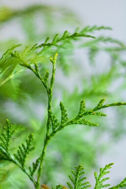 Thuja occidentalis 'Martin' Tuja häck 60-80 rotboll