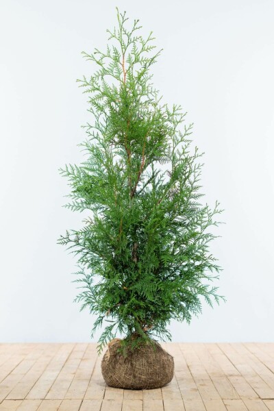 Thuja occidentalis 'Martin'