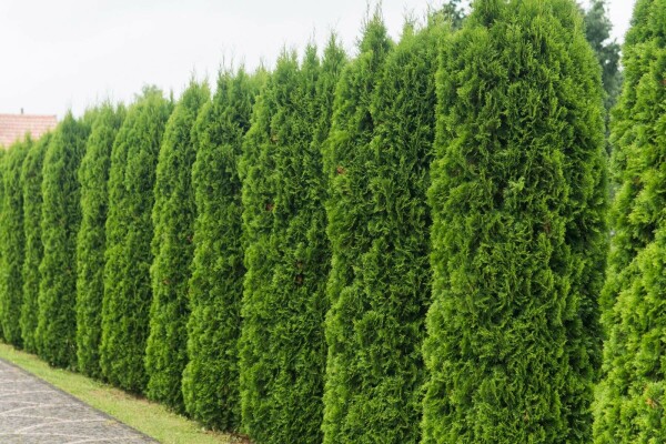 Thuja occidentalis 'Smaragd'