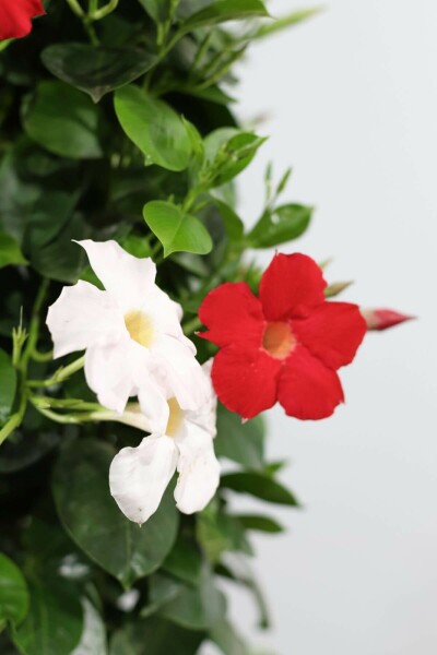 Mandevilla sanderi