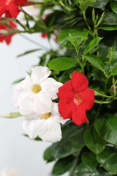 Mandevilla sanderi