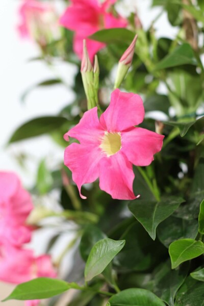 Mandevilla sanderi