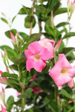 Mandevilla sanderi