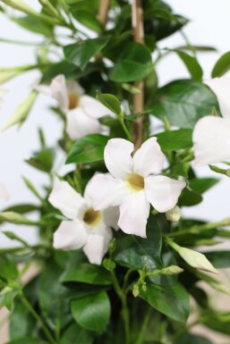 Mandevilla sanderi Bägarranka spaljé 35-40 i kruka