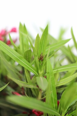 Nerium oleander