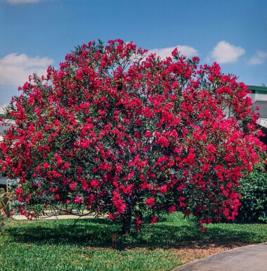 Nerium oleander