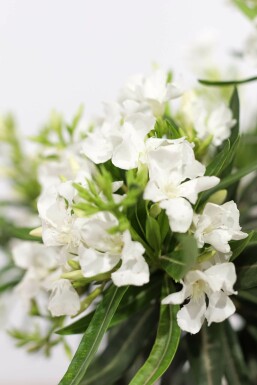 Nerium oleander