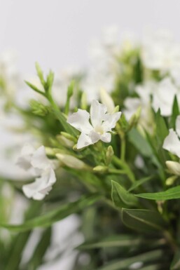 Nerium oleander