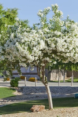 Nerium oleander