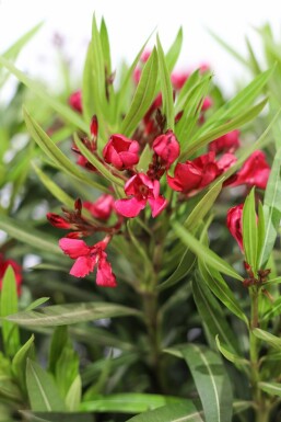 Nerium oleander