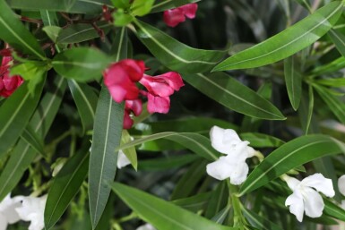 Nerium oleander