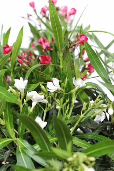 Nerium oleander