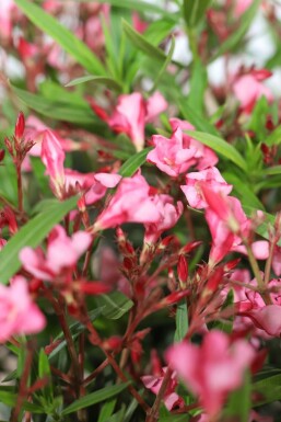 Nerium oleander