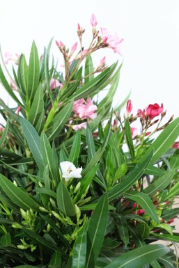 Nerium oleander