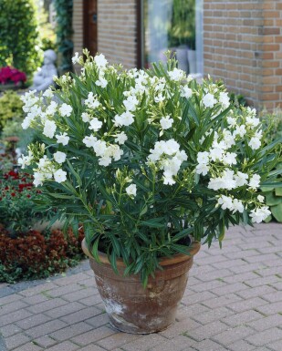 Nerium oleander