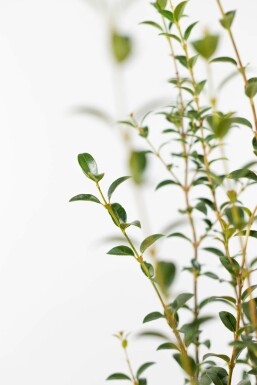 Osmanthus × burkwoodii