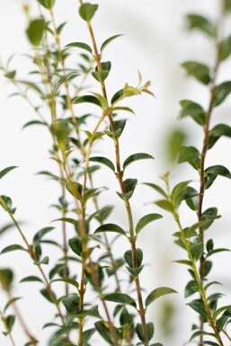 Osmanthus × burkwoodii