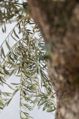 Olea europaea