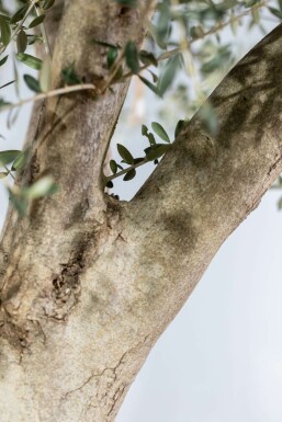 Olea europaea