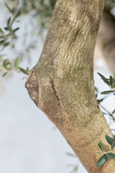 Olea europaea