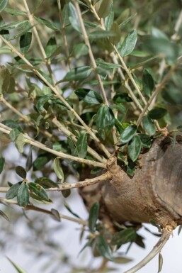 Olea europaea