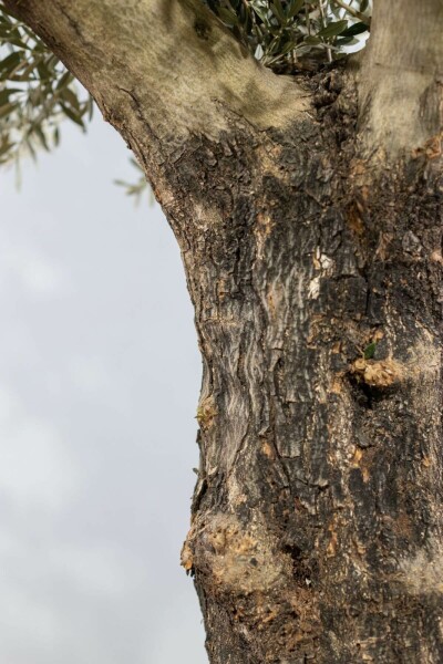 Olea europaea