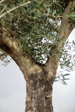 Olea europaea