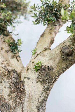 Olea europaea