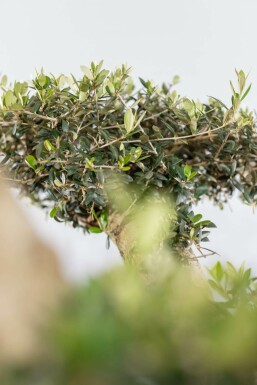 Olea europaea