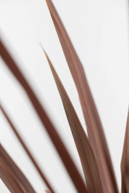 Cordyline australis 'Red Star'