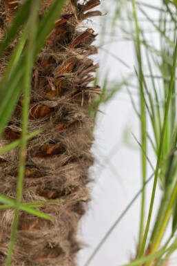 Chamaerops humilis