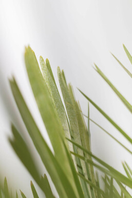 Chamaerops humilis Europeisk dvärgpalm buske 150-175 i kruka