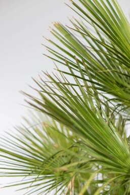 Chamaerops humilis