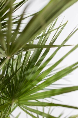 Chamaerops humilis Europeisk dvärgpalm buske 60-80 i kruka