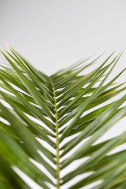 Phoenix canariensis