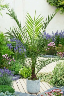 Phoenix canariensis Kanariepalm buske 60-80 i kruka