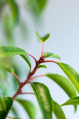 Prunus lusitanica 'Angustifolia' Laurel häck 60-80 rotboll