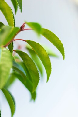 Prunus lusitanica 'Angustifolia' 80-100 cm