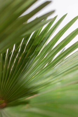 Trachycarpus wagnerianus