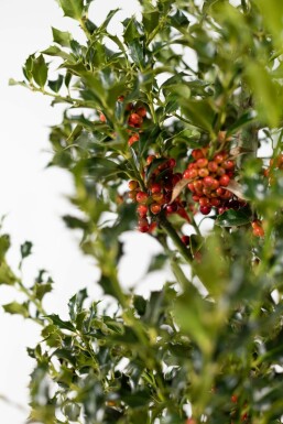 Ilex aquifolium 'Alaska' Järnek häck 100-125 rotboll