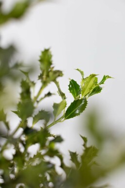 Ilex aquifolium 'Alaska' Järnek häck 100-125 rotboll