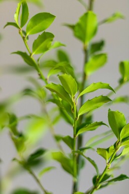 Ilex × meserveae 'Blue Maid' Blå järnek häck 100-125 rotboll