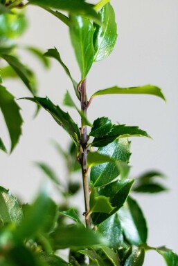 Ilex × meserveae 'Blue Maid' Blå järnek häck 100-125 rotboll