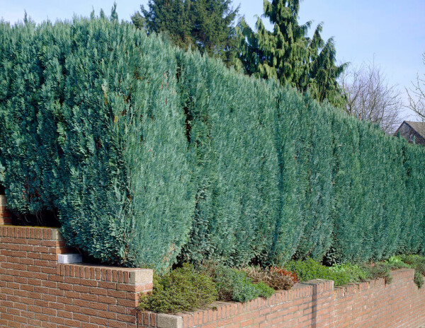 Chamaecyparis lawsoniana 'Columnaris Glauca'