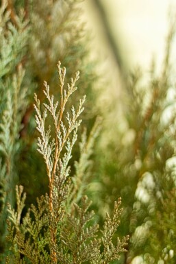 Chamaecyparis lawsoniana 'Columnaris Glauca' Ädelcypress häck 80-100 rotboll