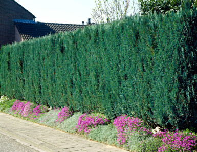 Chamaecyparis lawsoniana 'Columnaris Glauca' Ädelcypress häck 80-100 rotboll