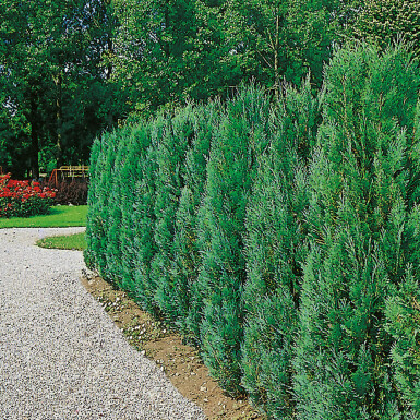 Chamaecyparis lawsoniana 'Columnaris Glauca' Ädelcypress häck 80-100 rotboll