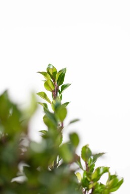 Ilex × meserveae 'Heckenpracht' Blå järnek häck 60-80 rotboll