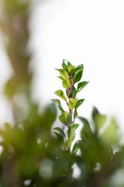 Ilex × meserveae 'Heckenpracht' Blå järnek häck 150-175 rotboll