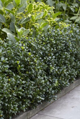 Ilex × meserveae 'Heckenpracht'